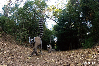Battles of the Mothers: Ring-tailed Lemurs｜NHK/NHK Enterprises