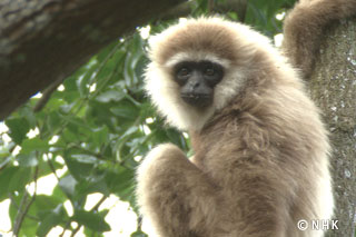 Singing Apes -- Agile Gibbon, Indonesia｜NHK/NHK Enterprises