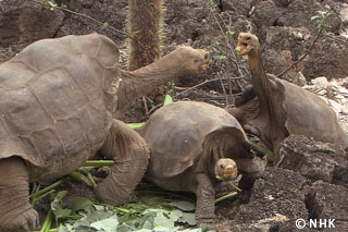 200-year Old Tortoise -- Giant Tortoise, Galapagos｜NHK/NHK Enterprises