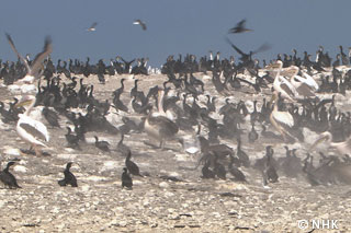 Million Flock to the Desert's End -- Seabirds, The Sahara｜NHK/NHK Enterprises