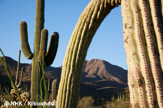 Biggest and Wildest Cacti -- North America, The Sonoran Desert｜NHK/NHK Enterprises