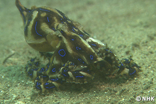 Dazzling and Deadly: The Blue Ringed Octopus｜NHK/NHK Enterprises