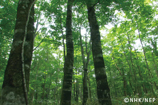 Brocade Forests｜NHK/NHK Enterprises