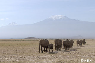 Do Animals Talk? -- African Elephants, Africa｜NHK/NHK Enterprises