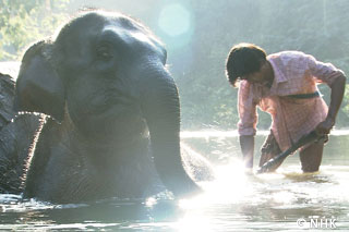Elephants and Humans: Eternal Fellowship -- Elephant, Myanmar｜NHK/NHK Enterprises