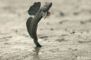 Fish's Aerial War -- Mudskipper, Japan｜NHK/NHK Enterprises