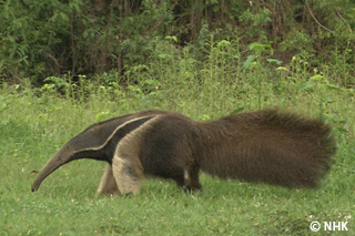 The Peace Lover -- Giant Anteater, Brazil｜NHK/NHK Enterprises