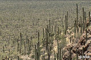 Bringing Life to the Desert: Giant Cactus｜NHK/NEK Enterprises