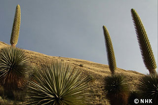 Giant Plant Blooming Once a Century -- Puya Raimondii, Peru｜NHK/NHK Enterprises