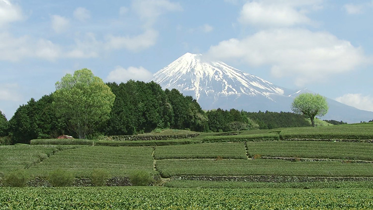 Green Tea Stories from Shizuoka | SATV