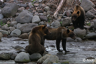 The Fateful Journey: Hokkaido Brown Bear｜NHK/NHK Enterprises