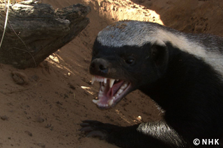 Desert Survivors: Honey Badger and Namaqua Chameleon｜NHK/NHK Enterprises