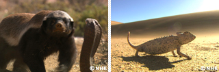 Desert Survivors: Honey Badger and Namaqua Chameleon｜NHK/NHK Enterprises