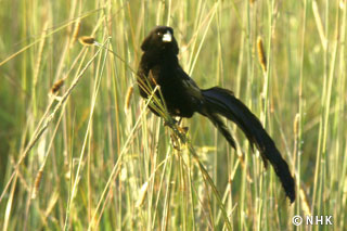 Hoppers in the Savanna -- Jackson's Widowbird, Kenya｜NHK/NHK Enterprises