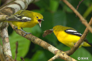 Ingenious Aerial Hunters: Birds of Borneo｜NHK/NHK Enterprises