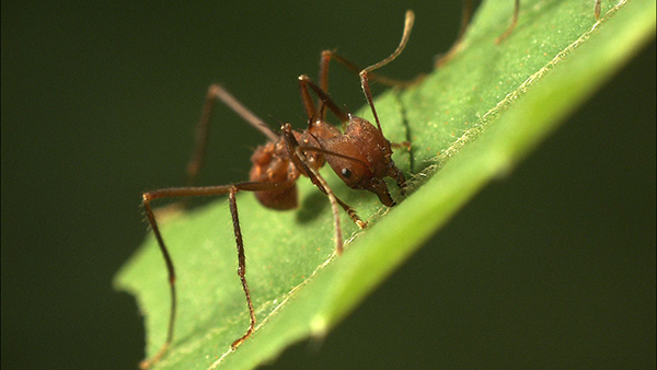 Sophisticated Farmers: Leafcutter Ants｜NHK/NHK Enterprises