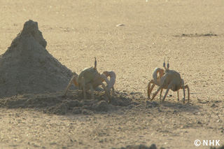 Life at Desert's Edge: Ghost Crabs｜NHK/NHK Enterprises