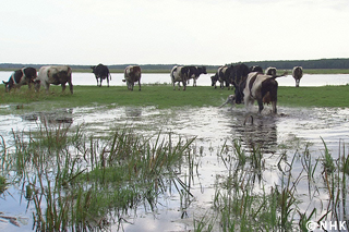 Life in Harmony with Nature: Wetland Meadows -- Poland｜NHK/NHK Enterprises