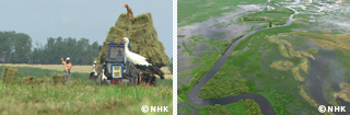 Life in Harmony with Nature: Wetland Meadows -- Poland｜NHK/NHK Enterprises
