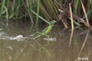 Lizard Dashing on Water -- Basilisk, Costa Rica｜NHK/NHK Enterprises