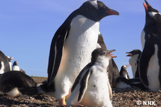 Penguin Island: The Falklands｜NHK/NHK Enterprises