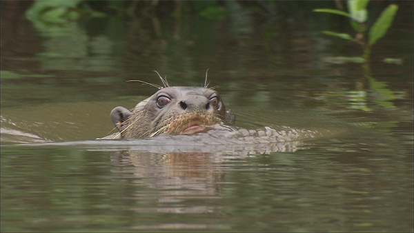 Reigning the Amazon River: Giant Otters｜NHK/NHK Enterprises