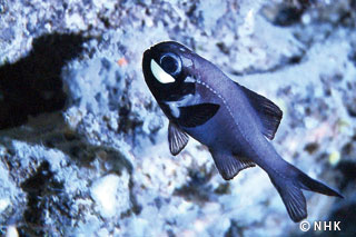 Splendor in the Dark -- Flashlight Fish, The Philippines｜NHK/NHK Enterprises