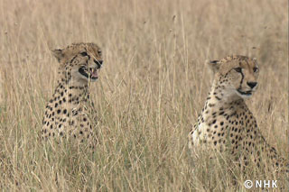 Strong Brotherly Bonds: Cheetahs｜NHK/NHK Enterprises