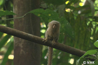 Super Small Clever Monkeys -- Pygmy Marmosets, Amazon｜NHK/NHK Enterprises