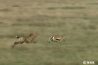 Prey vs. Predators: Survival on the Serengeti｜NHK/NHK Enterprises