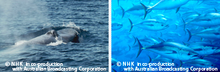 The Big Blue｜NHK/NHK Enterprises