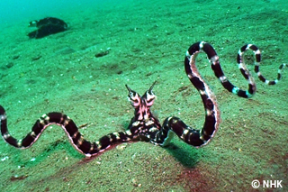 The Chameleon of the Sea -- Mimic Octopus, Indonesia｜NHK/NHK Enterprises
