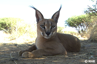 The Flying Super Cat -- Caracal, Namibia｜NHK/NHK Enterprises
