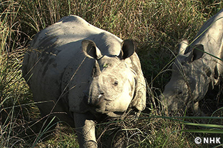 Return of the Giants: The Indian Rhinoceros｜NHK/NHK Enterprises