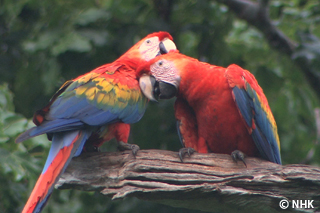 The Playful King of Parrots -- Scarlet Macaw, Peru｜NHK/NHK Enterprises