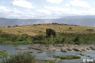 Unlikely Eden: Ngorongoro Crater｜NHK/NHK Enterprises