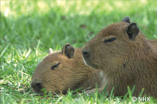 Progra Catalog] Gym Rats -- Capybara, Brazil｜NHK/NHK Enterprises