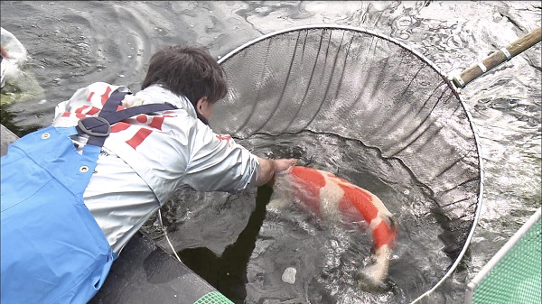 The Koi Carp Fish in Japan: What is Their Significance? - Interac Network